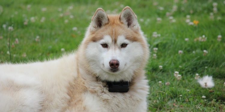 Où vit le chien husky ?