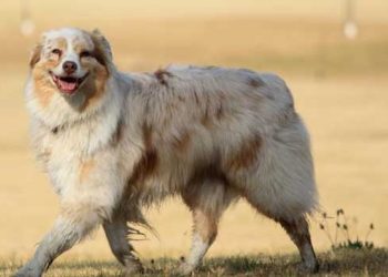 Est-ce que le Berger Australien perd beaucoup de poil ?