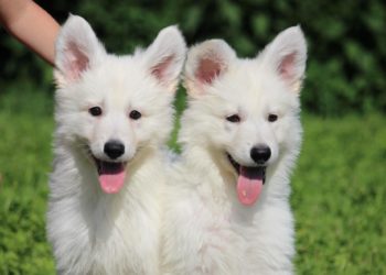 Comment choisir un chiot Berger Blanc Suisse ?
