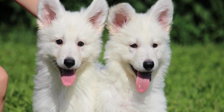 Comment choisir un chiot Berger Blanc Suisse ?