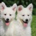 Comment choisir un chiot Berger Blanc Suisse ?
