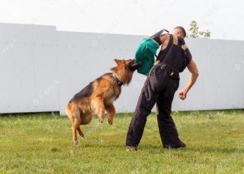 Comment le Berger allemand choisit son maitre ?