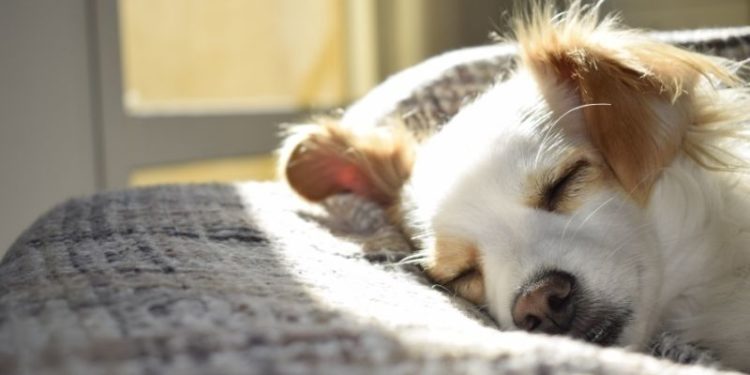 Où faire dormir son chiot Berger australien ?