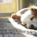 Où faire dormir son chiot Berger australien ?