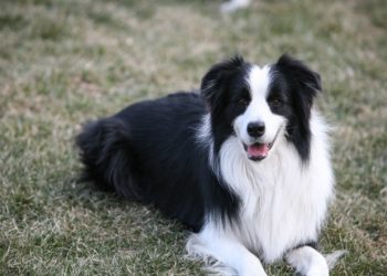 Comment s'occuper d'un chiot Border Collie ?