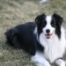 Comment s'occuper d'un chiot Border Collie ?