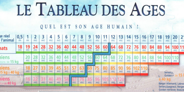 Comment savoir l'âge d'un chien Chihuahua ?