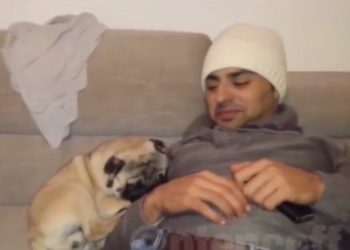 Est-ce que le Carlin aboie beaucoup ?