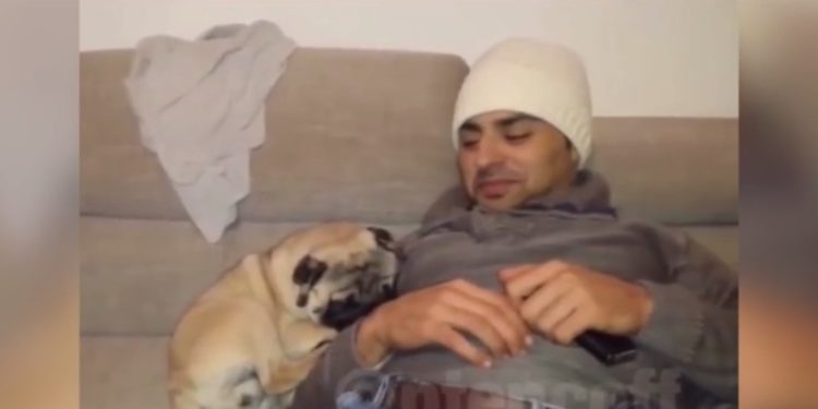 Est-ce que le Carlin aboie beaucoup ?