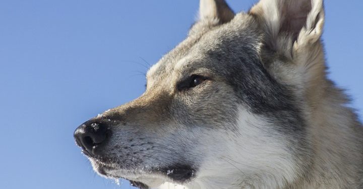 Quel est le prix d'un chien loup ?