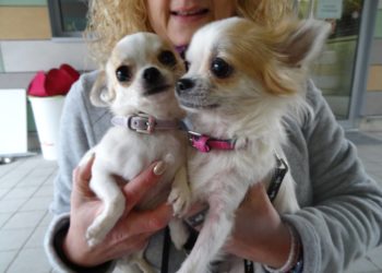 Pourquoi les Chihuahua sont petit ?