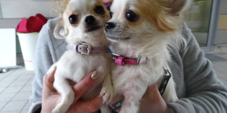 Pourquoi les Chihuahua sont petit ?