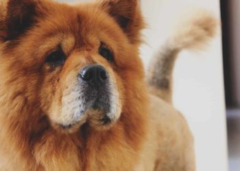 Comment s'occuper d'un chien Chow-chow ?