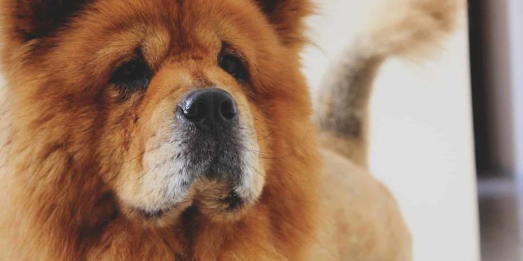 Comment s'occuper d'un chien Chow-chow ?