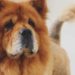 Comment s'occuper d'un chien Chow-chow ?