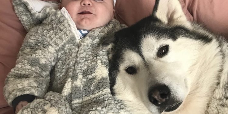 Est-ce que le Husky défend son maitre ?