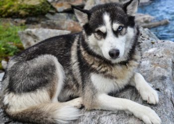 Est-ce que le Husky est un chien de garde ?