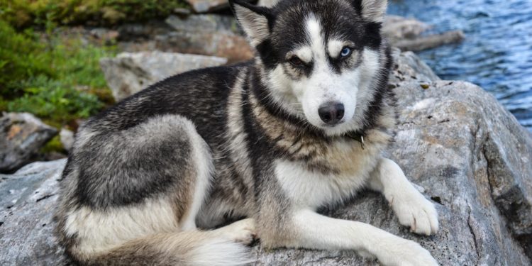 Est-ce que le Husky est un chien de garde ?