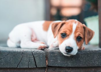 Quel jouet pour un chiot Jack Russel ?