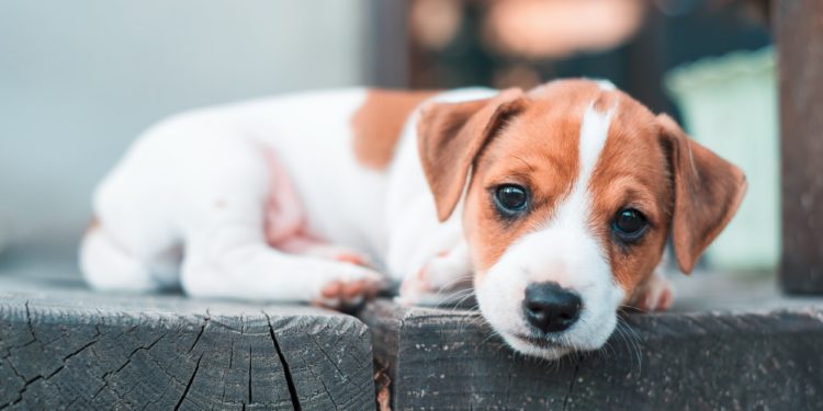 Quel jouet pour un chiot Jack Russel ?