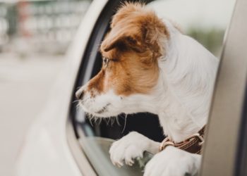 Comment meurt un Jack Russel ?