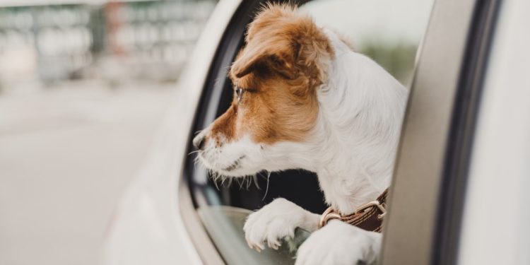 Comment meurt un Jack Russel ?