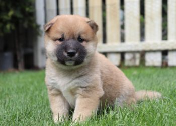 Est-ce que le Shiba Inu perd ses poils ?