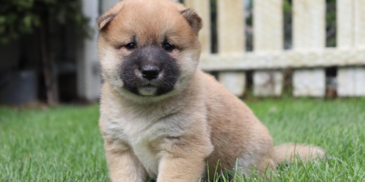 Est-ce que le Shiba Inu perd ses poils ?