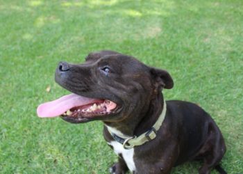 Pourquoi le Staffie n'est pas catégorisé ?