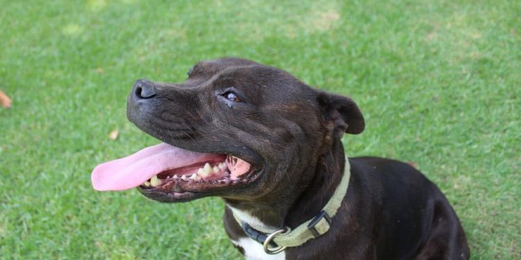 Pourquoi le Staffie n'est pas catégorisé ?