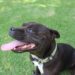 Pourquoi le Staffie n'est pas catégorisé ?