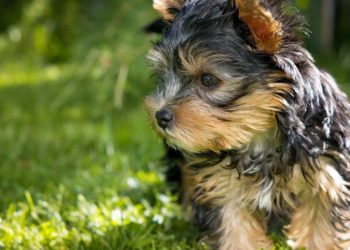 Quel est le plus petit Yorkshire ?