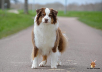 Est-ce que le berger australien peut rester seul ?