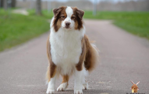 Est-ce que le berger australien peut rester seul ?
