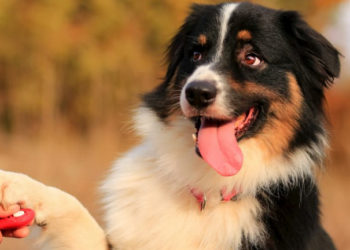 Est-ce que le berger australien aboie beaucoup ?