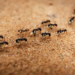 Qu'est-ce qui attire les fourmis charpentières ?