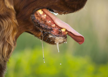 Est-ce que le basset bave ?