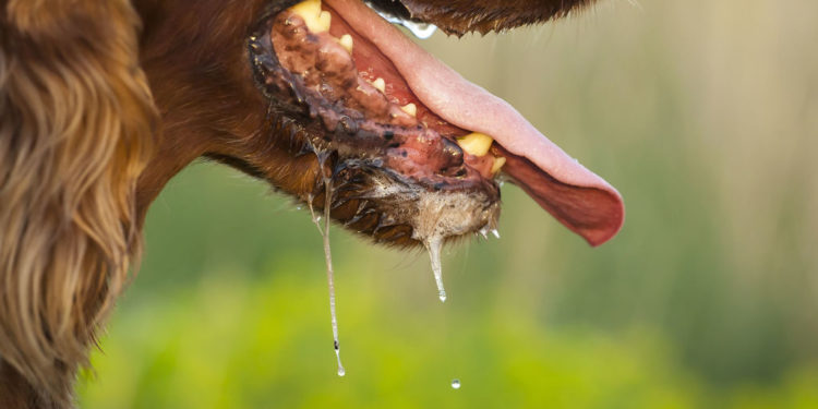 Est-ce que le basset bave ?