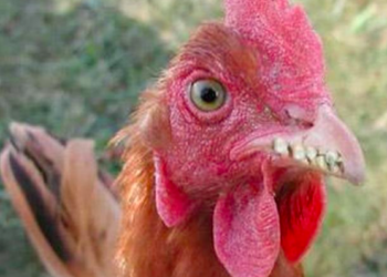 Est-ce que le caméléon a des dents ?