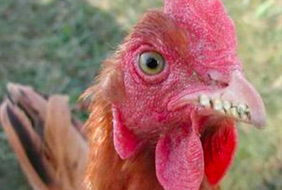 Est-ce que le caméléon a des dents ?