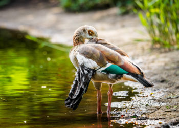 Pourquoi il ne faut pas nourrir les canards ?