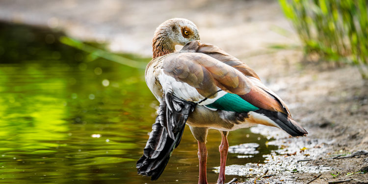 Pourquoi il ne faut pas nourrir les canards ?