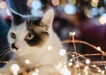 Est-ce que les chats sentent quand on part en vacances ?