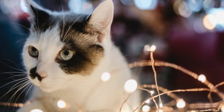 Est-ce que les chats sentent quand on part en vacances ?