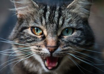 Est-ce qu'un chat qui souffre miaule ?