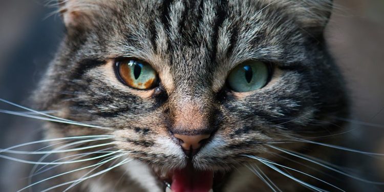 Est-ce qu'un chat qui souffre miaule ?