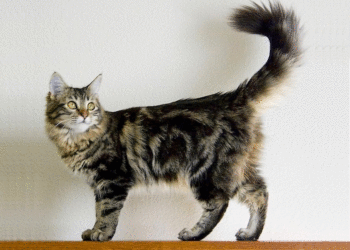 Quel est le prix moyen d'un chat Maine Coon ?