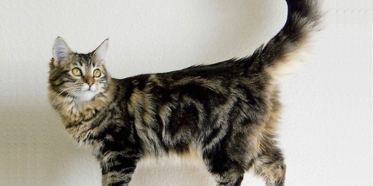 Quel est le prix moyen d'un chat Maine Coon ?