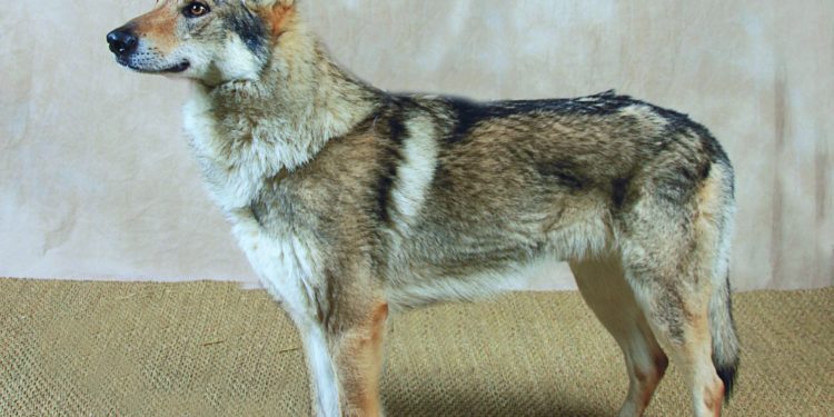 Comment nourrir un chien-loup tchécoslovaque ?