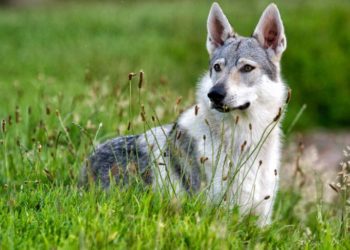 Est-ce qu'un chien peut s'accoupler avec un loup ?